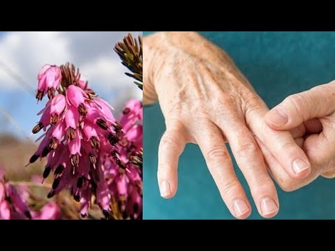 ZA SVE KOJI IMAJU PROBLEMA SA REUMOM,KOZNIM OBOLJENJIMA I GIHTOM - Čaj od ove biljke će vam pomoći!