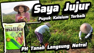 Download lagu ‼️‼️Cara Mengatasi PH Tanah Asam Dengan Cepat‼️Pupuk Paling Bagus Untuk Tanah Asam ✅ Pupuk Kalsium‼️ mp3