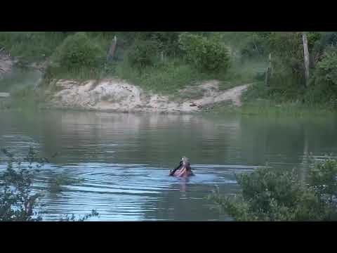Djuma: Hippo playing with stick - 18:55 - 01/10/21