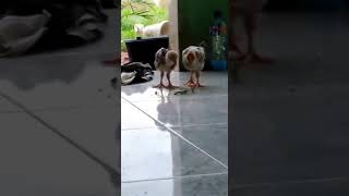 Download lagu DETIK-DETIK ANAK SMA DIPERKOSA mp3 Download lagu DETIK-DETIK ANAK SMA DIPERKOSA mp3