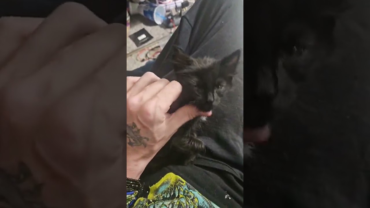Enlarge Finn, an adopted mixed breed in Denver, CO video 5/5