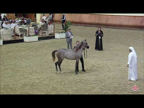 N.128 WAJD UMM ALUDHAM - 22nd Qatar National 2019 - Yearling Fillies (Class 3C)