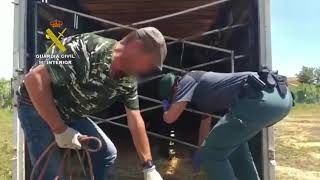 Rescatados del abandono una yegua y un galgo en una situación crítica para sus vidas
