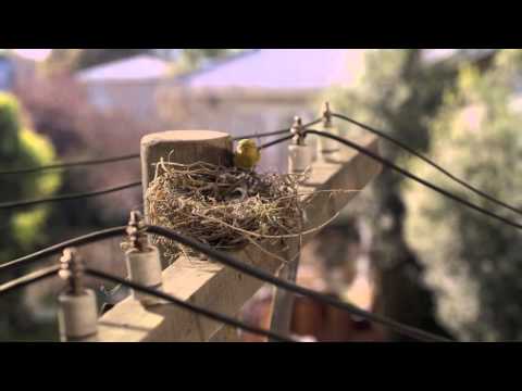 Dion Wired - The Visitor / Slim (Egg Films)