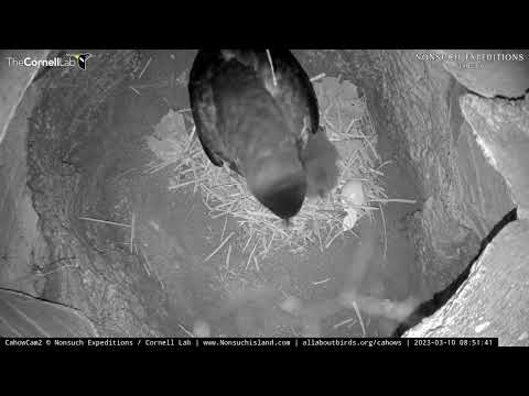 Peeping and Poking Leads to First Feeding for Bermuda Cahow Cam Nestling | March 10, 2023