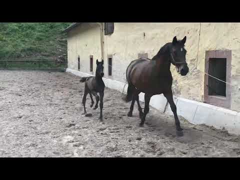 Hengstfohlen v. His Moment x Imperio