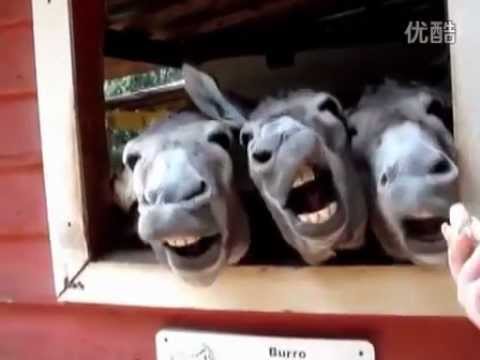 10 Animals That Will Make You Laugh!