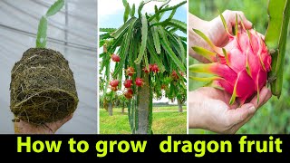 How to grow  dragon fruit for beginners Plant Dragon Fruit Cuttings