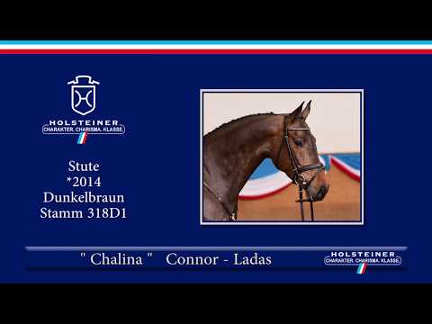Holsteiner Frühjahrsauktion 2019 | Nr. 117 - Chalina v. Connor - Ladas