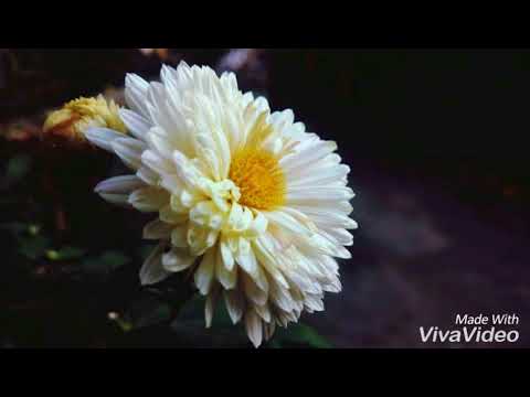 download lagu mp3 mp4 Amar Mallika Bone Lyrics, download lagu Amar Mallika Bone Lyrics gratis, unduh video klip Amar Mallika Bone Lyrics