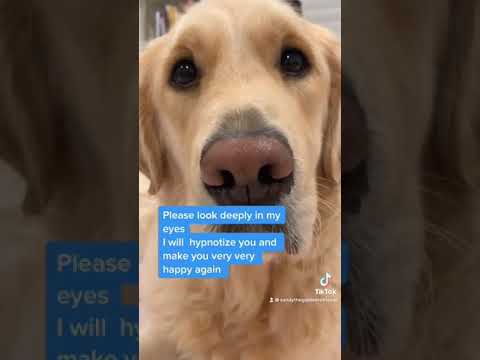 My Golden Retriever Dog Will make you feel better.....   #shorts