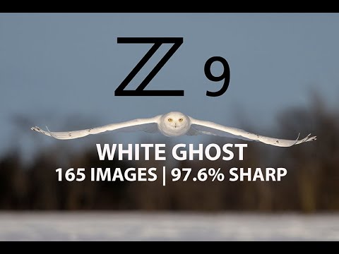 Nikon Z9 Birds In Flight AF Autofocus Field Test With Male Snowy Owl | Bird Photography