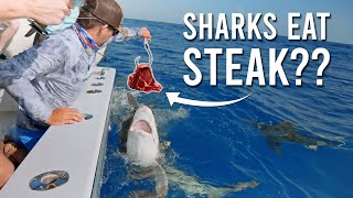 DO Sharks Eat Steak?