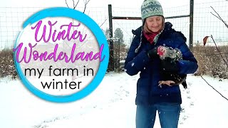 My Little Farm In the Winter - Winter Wonderland Peace & Beauty... Chickens In The Snow!