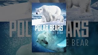 Polar Bears: Ice Bear