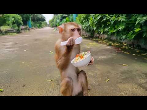 Just Monkeying Around 🐵🍌 Funny Monkey Videos