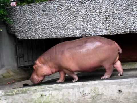 Dieren in de Dusit Zoo