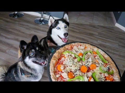 download lagu mp3 mp4 Pizza Good For Dogs, download lagu Pizza Good For Dogs gratis, unduh video klip Pizza Good For Dogs
