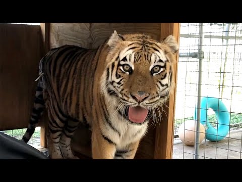 A Tiger's Tale - A Life Saving Story, Episode 4