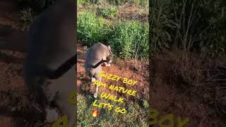 Pitbulls Am Nature Walk🔥🐾🐾🐾Dog ASMR 🔥🐾🐾🐾