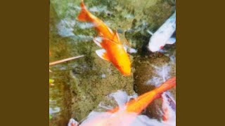 Download lagu Arume Kembang mp3 Download lagu Arume Kembang mp3