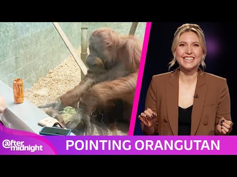 Taylor Tomlinson Discusses Creepy New Robot and Viral Pointing Orangutan