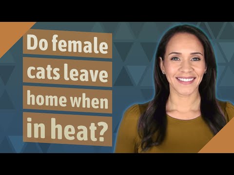 Do female cats leave home when in heat?