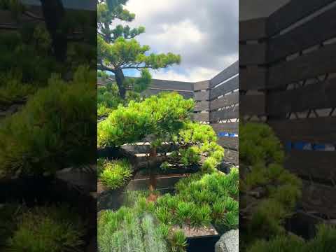 ディプラデニアにいつ水をやるのですか？文化、アドバイス、手法  庭園