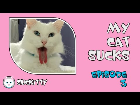 My Cat Sucks -  Episode 3 - Cute Kitty Suckling on Blanket