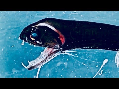 Deep Ocean: Lost World Of The Pacific Part 2 - David Attenborough Documentary HD