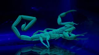 Why Scorpions Glow In The Dark?