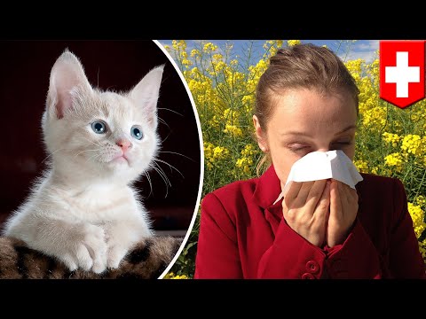 Cat allergy cure: Vaccine can stop allergic reaction to cats - TomoNews