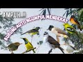 Suara Pikat Trucukan Ribut Vs Burcil Dijamin Ampuh