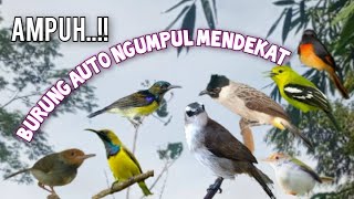Download lagu Suara Pikat Trucukan Ribut Vs Burcil Dijamin Ampuh mp3 Download lagu Suara Pikat Trucukan Ribut Vs Burcil Dijamin Ampuh mp3