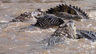 Gnus e zebras são atacados durante a grande migração!!!
