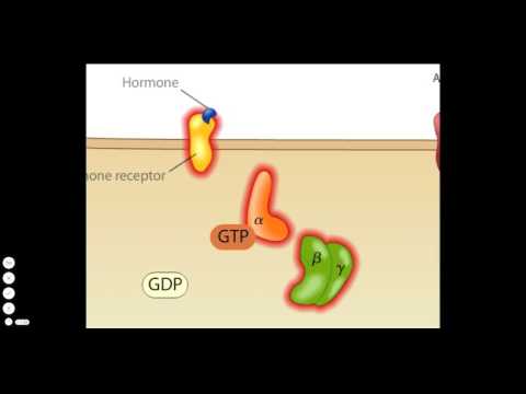 immunitás a helmint fertőzésekkel szemben hólyag papilloma prognózisa