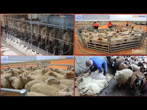 Incredible Sheep farming equipment ProWay Sheepyards Heiniger Xpert 2-speed sheep shearing Prattley