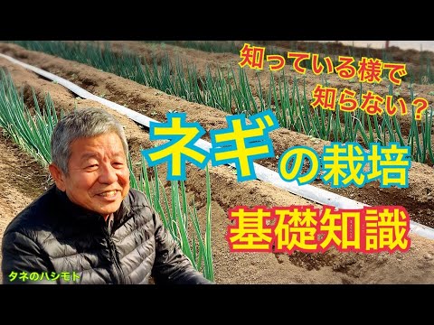 屋内の露地にネギの種を蒔く時期 2月に発芽させる方法