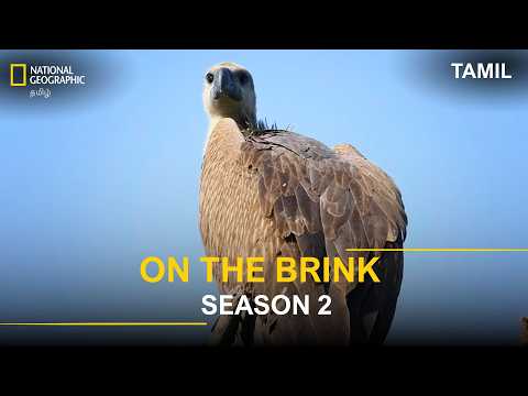 On The Brink