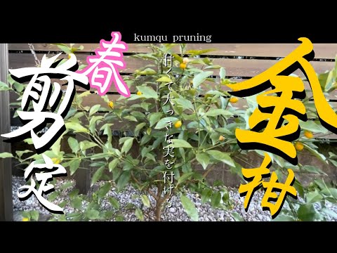 園芸 ながみ金柑(ながみきんかん) 楕円形の実をつけた金柑