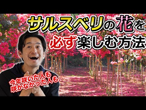 初期の花芽は剪定したほうがよいでしょうか？はい、いいえ!  庭園