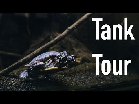 My 75 Gallon Turtle Tank