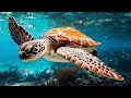 12 HOURS Relaxing Music For Stress Relief Undersea Nature Relaxation Film Meditation Music