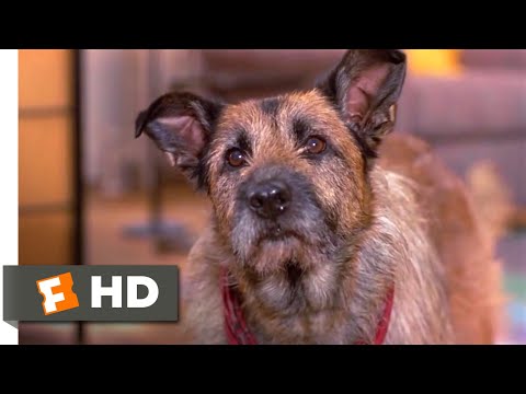 ルック・フーズ・トーキング・ナウ (1993) - ロックスとダフネのシーン (4/10) | Movieclips (Look Who's Talking Now (1993) - Rocks & Daphne Scene (4/10) | Movieclips)