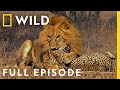 Male Lions Brutally Attack Cheetahs Full Episode Cat Wars Lion Vs Cheetah Serengeti