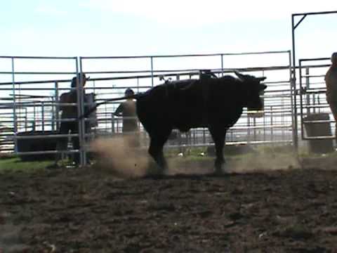 Lidgard Bucking Bulls #0858 Roll On