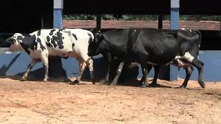 Vídeo 79 - 1ª ETAPA MEGA LIQUIDAÇÃO TOTAL AGROPECUÁRIA MARAJOARA - DIA 4 | GADO GIROLANDO E HOLANDÊS
