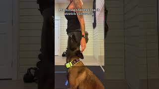 14 Malinois practicando posicion inicial inmobil