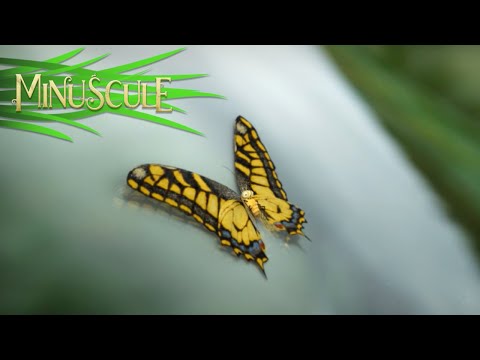 Minuscule – Hop on! / Hop là! (Season 2)
