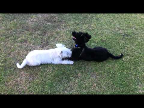 Cindy Schnoodle plays with Axel the Schnoodle.